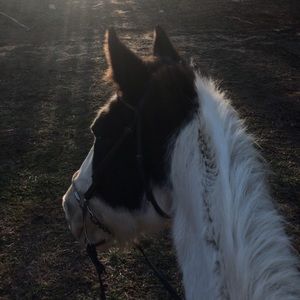 Meet your Posher, Abby